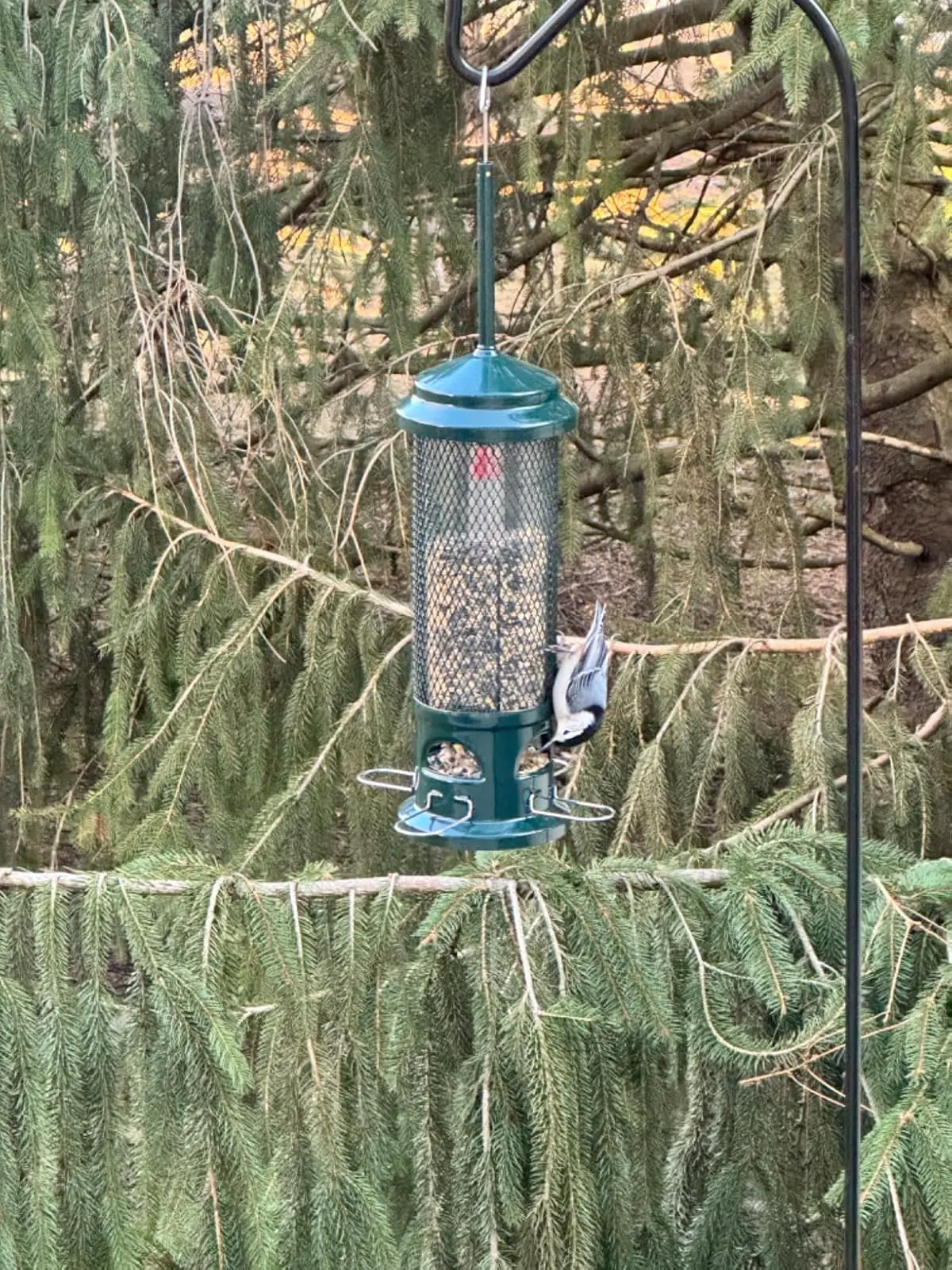 Squirrel Buster Legacy Squirrel-proof Bird Feeder, Green, Holds 2.6 Lbs Of Seed With 4 Metal Perches